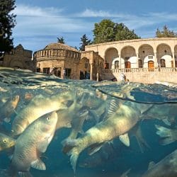 Sanliurfa Pool Abraham 1